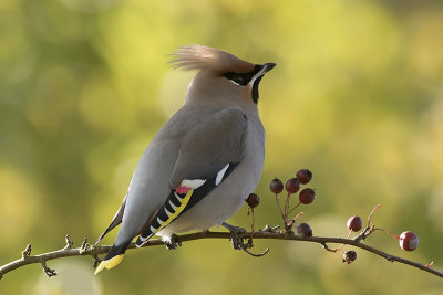 Pestvogel / Bohemian Waxwing