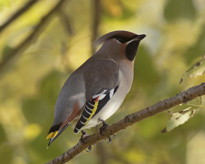 Pestvogel / Bohemian Waxwing