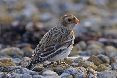 Sneeuwgors / Snow Bunting