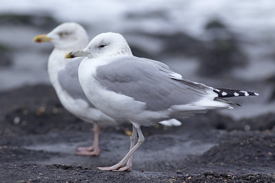 Pontische Meeuw / Caspian Gull
