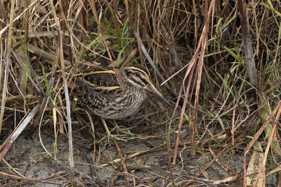 Bokje / Jack Snipe