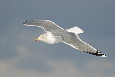 Zilvermeeuw / Herring Gull