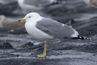 Geelpootmeeuw / Yellow-legged Gull