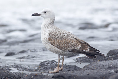 Pontische Meeuw / Caspian Gull