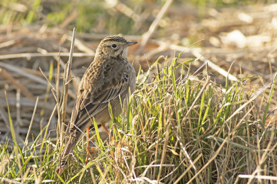 Grote Pieper / Richards Pipit