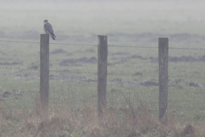 Smelleken / Merlin