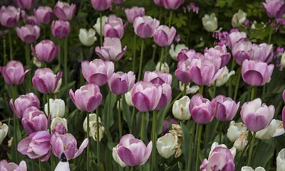 Tulips from NYC.jpg