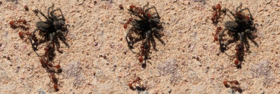 Ants & Spider.jpg
