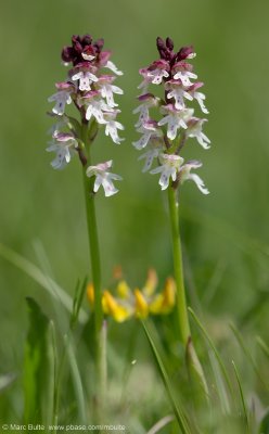 Neotinea ustulata (Burnt Orchid)