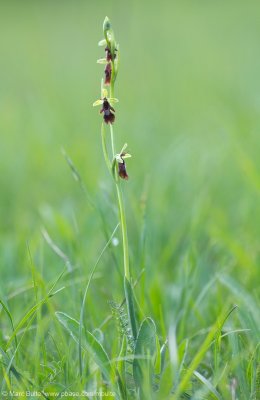 Ophrys insectifera