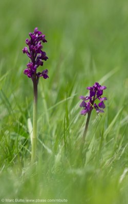 Anacamptis morio