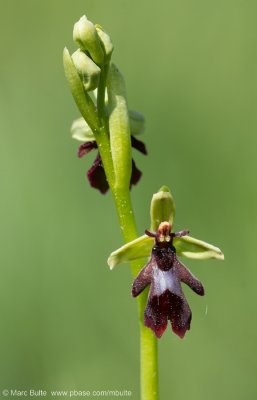 Ophrys insectifera