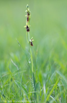 Ophrys insectifera