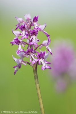 Wild Orchids