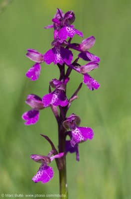 Harlekijn (Anacamptis morio)