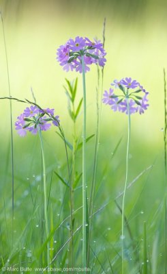Primulaceae