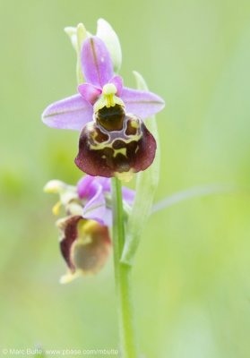 Late Spider Orchid (Ophrys holoserica)