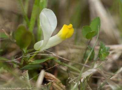 Fabaceae