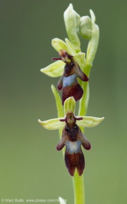 Vliegenorchis (Ophrys insectifera)