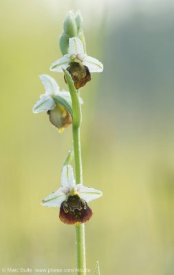 Late Spider Orchid (Ophrys holoserica)