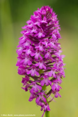 Anacamptis pyramidalis