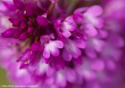 Hondskruid (Anacamptis pyramidalis)