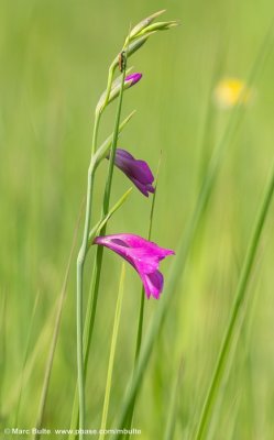 Gladiolus palustris