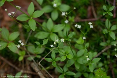 Galium rotundifolium