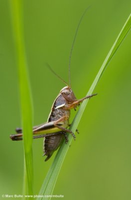 Heidesabelsprinkhaan (Metrioptera brachyptera)