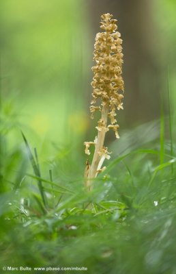 Vogelnestje (Neottia nidus-avis)
