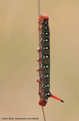 Sphingidae