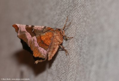 Halvemaanvlinder (Selenia tetralunaria)