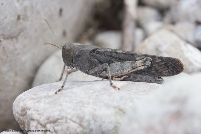 Siberische Klappersprinkhaan (Bryodermella tuberculata)
