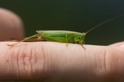 Zuidelijk spitskopje (Conocephalus fuscus)