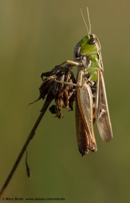 Zoemertje (Stenobothrus lineatus)