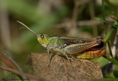 Zoemertje (Stenobothrus lineatus)
