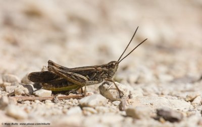 Bruine Sprinkhaan (Chorthippus brunneus)