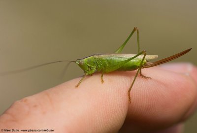Zuidelijk Spitskopje (Conocephalus fuscus)