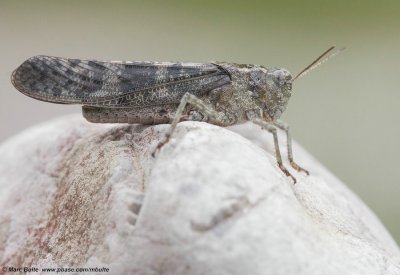 Siberische Klappersprinkhaan (Bryodemella tuberculata)