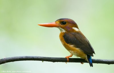 Kingfishers (Alcedinidae)
