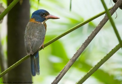 Green-backed Kingfisher