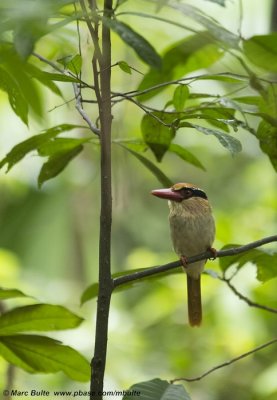 Lilac-cheeked Kingfisher