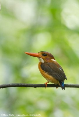 Sulawesi Dwarf Kingfisher