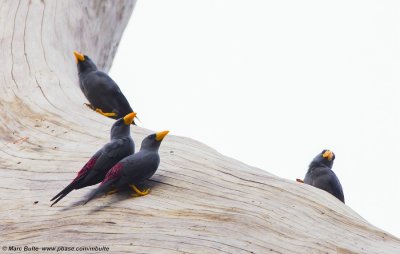 Grosbeak Starling