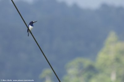 Blue-and-white Kingfisher