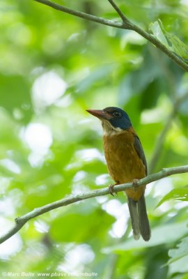 Green-backed Kingfisher