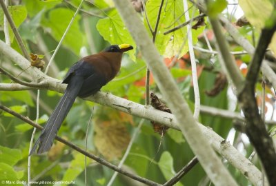 Cuckoos (Cuculidae)