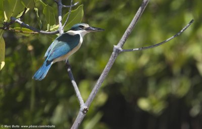 Sacred Kingfisher