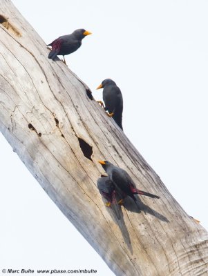 Starlings (Sturnidae)