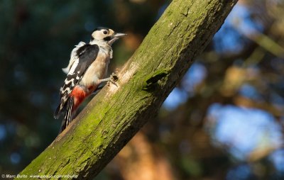 Woodpeckers (Picidae)